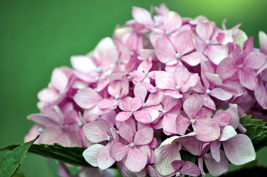 hydrangea, pink, garden, flower, blossom, summer, flowering plant HD wallpaper