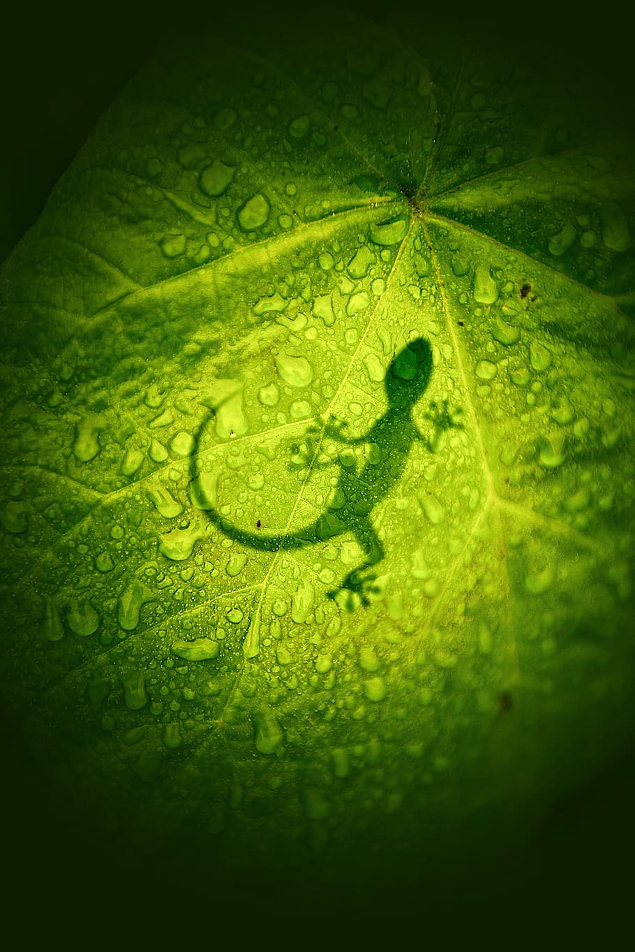lizard on leaf, lerik, azerbaijan, green, flora, plant, food HD wallpaper