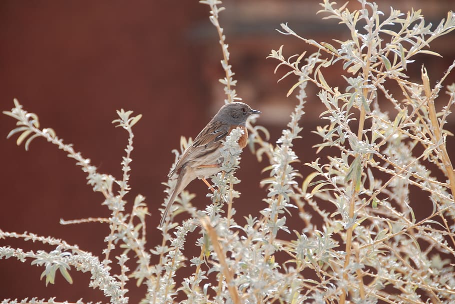 tibet, bird, bush, animal wildlife, animals in the wild, animal themes HD wallpaper