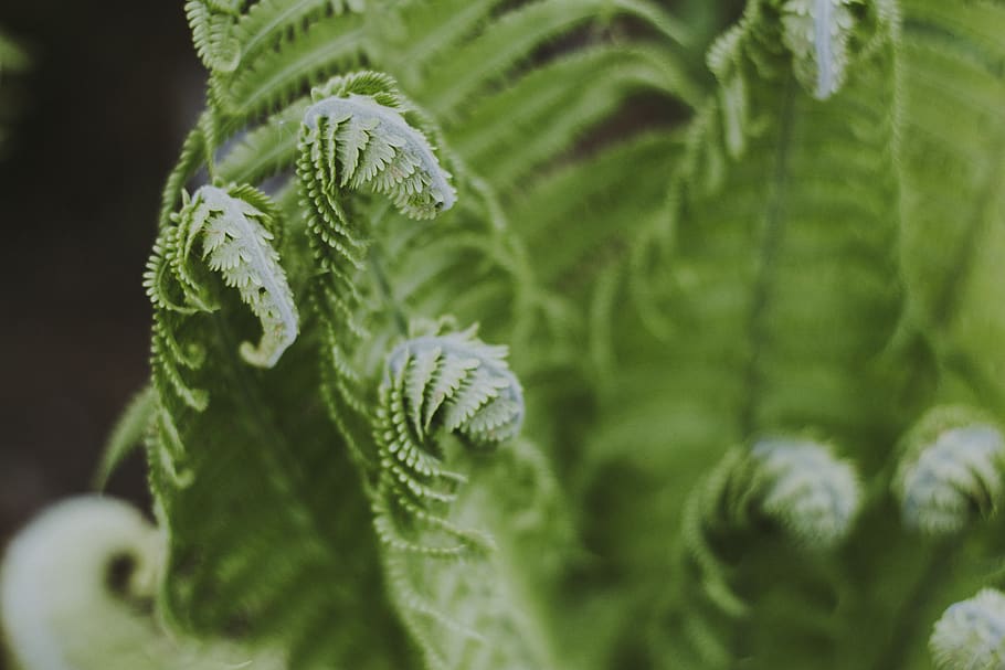 Green Leafed Plant, botanical, bright, close-up, daylight, ecology HD wallpaper