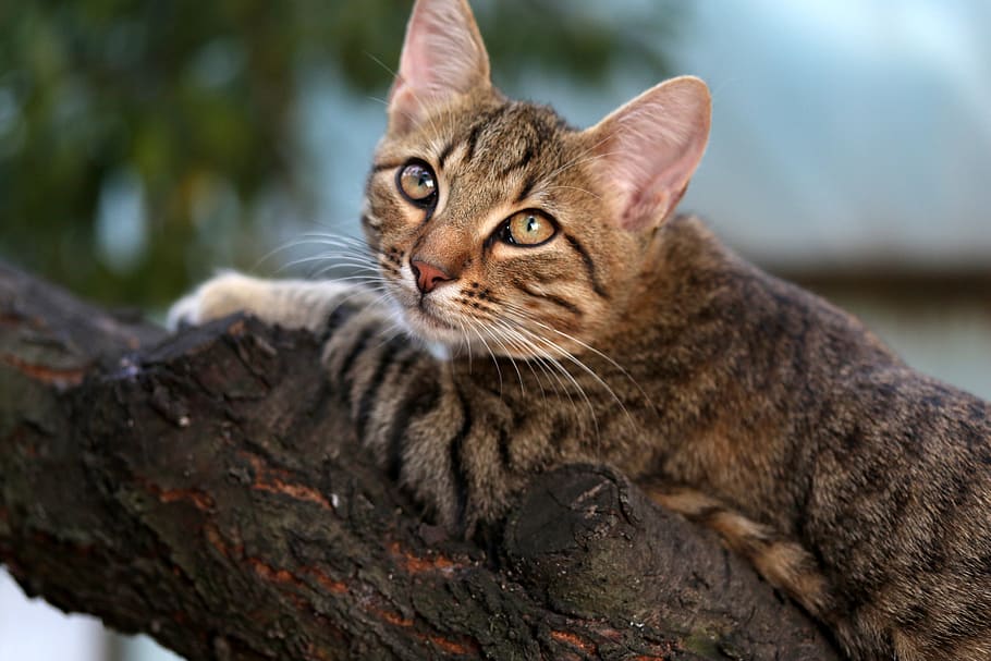 cat, small, cute, tree, climbing, animal themes, feline, mammal HD wallpaper