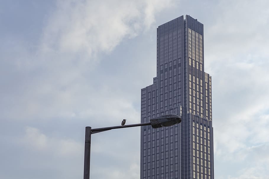 Gray Painted Skyscraper, architectural design, architecture, bird HD wallpaper