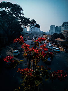 leaf, plant, human, person, dhaka, bangladesh, poribag, tarmac HD wallpaper