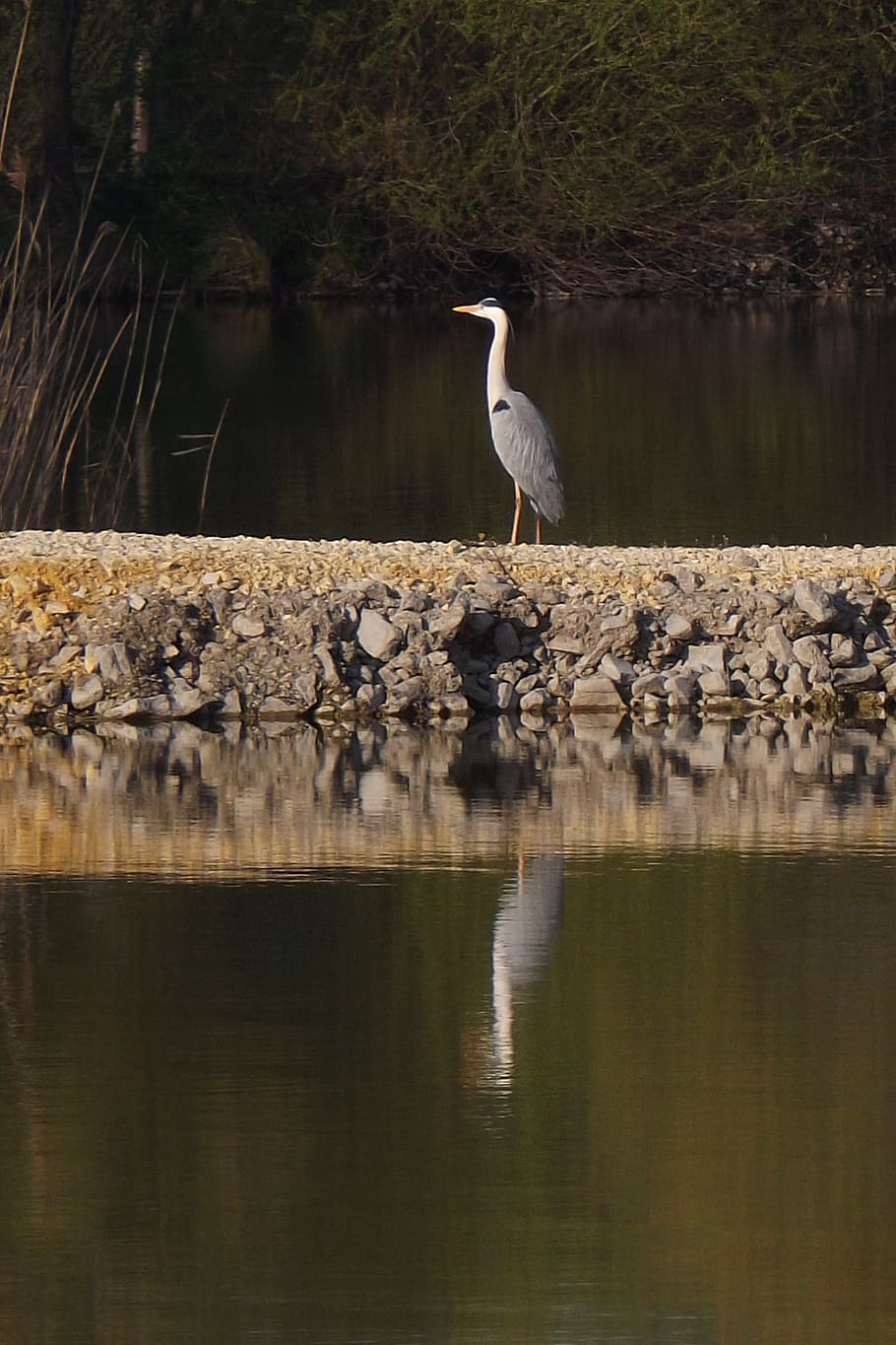 bird, nature, water, reflection, animals in the wild, animal themes HD wallpaper