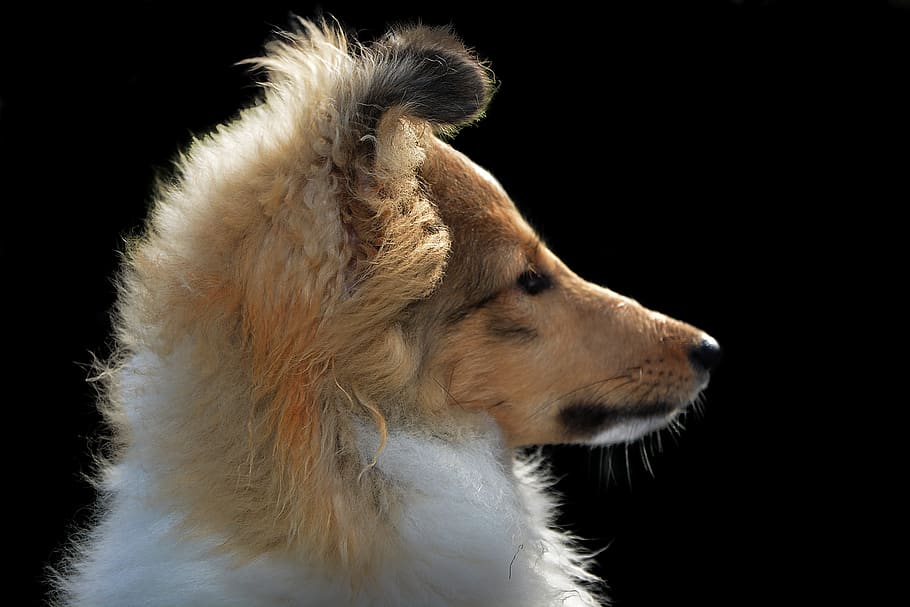 dog, colli, isolated, pet, snout, animal, wuschelig, one animal HD wallpaper