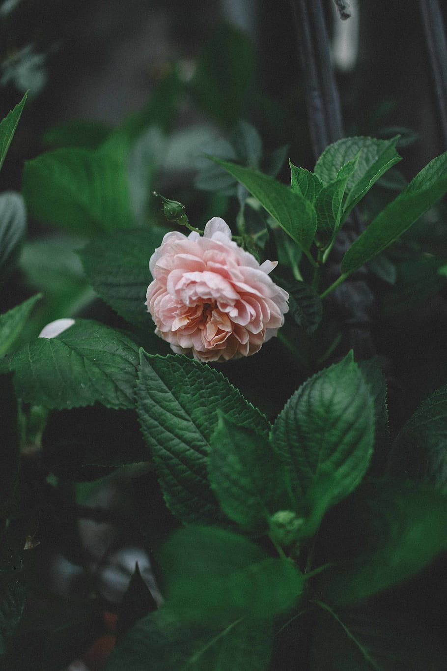 flower, rose, garden, plant, leaf, plant part, freshness, growth HD wallpaper