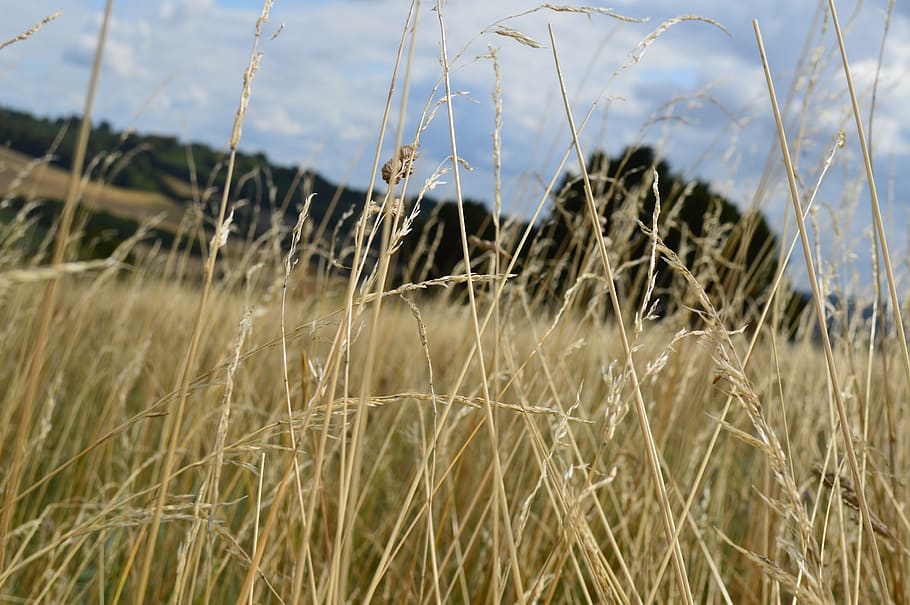 field, grass, sky, clouds, blue, landscape, outdoor, rural HD wallpaper