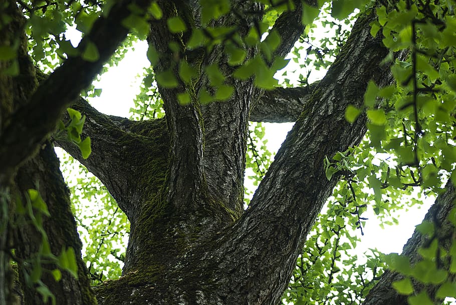tree, branch, thicket, leaves, green, brown, nature, plant HD wallpaper