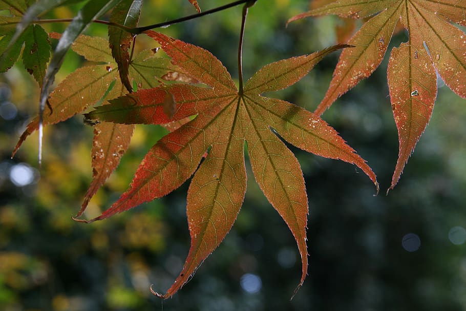autumn, leaves, maple, red, fall leaves, autumn mood, emerge HD wallpaper