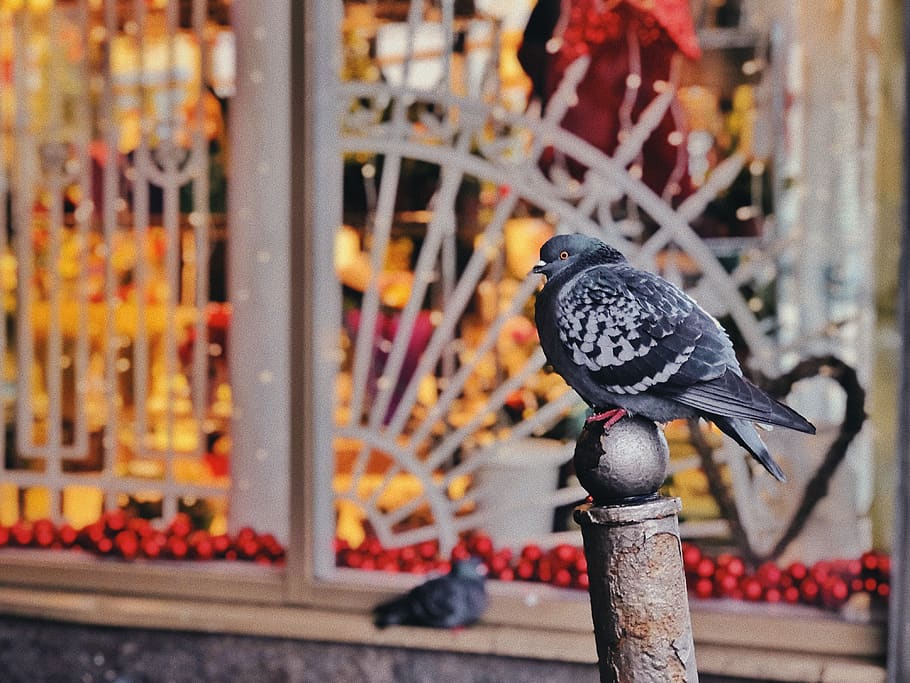 gray and white pigeons, animal, bird, dove, railing, banister