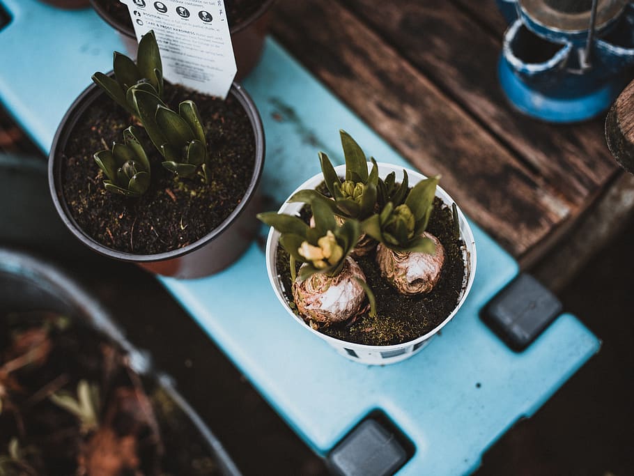 2 plant pots on table, meal, food, moss, dish, sprout, furniture HD wallpaper