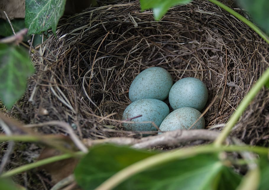 nest, blackbird nest, bird's nest, spring, breed, nature, egg, HD wallpaper