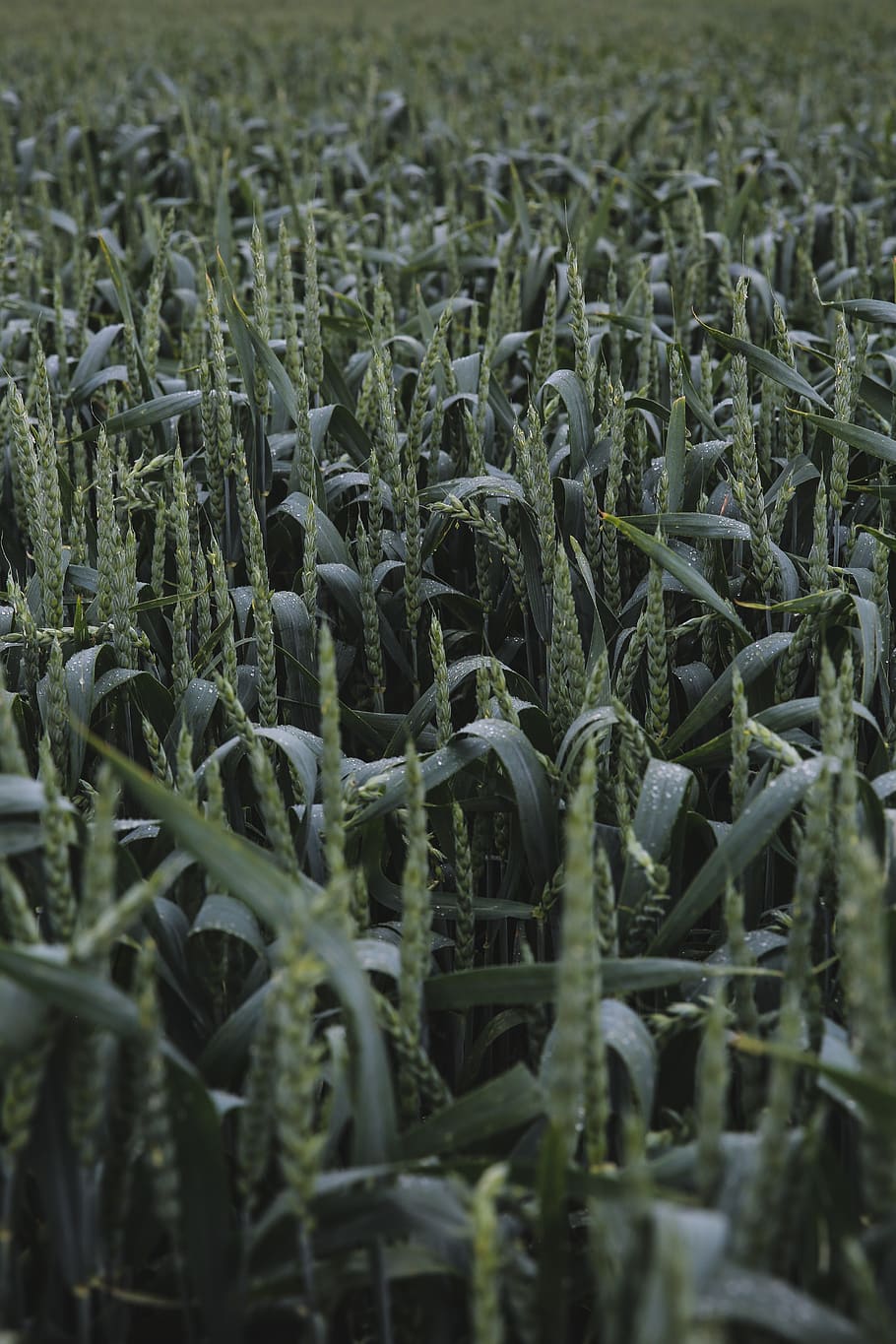 green wheat field, plant, aloe, flora, nature, cactus, dew, meadow HD wallpaper