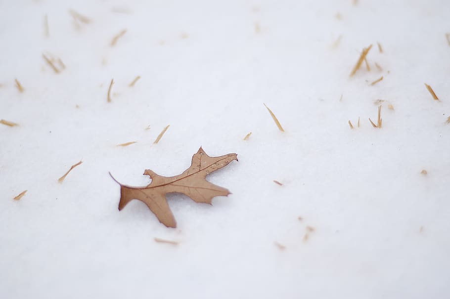 Brown Withered Leaf, cold, dry leaf, ice, snow, winter, cold temperature HD wallpaper