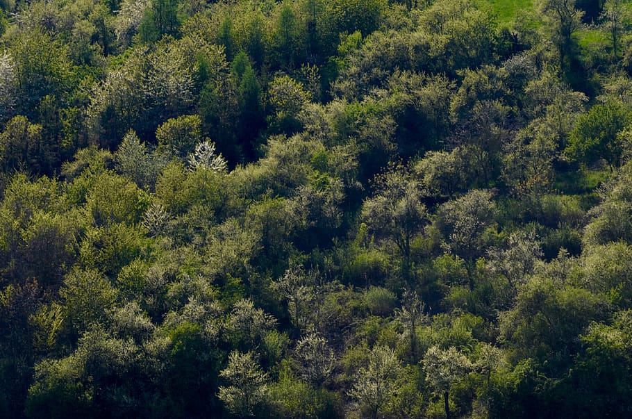trees, deciduous forest, landscape, deciduous trees, spring HD wallpaper