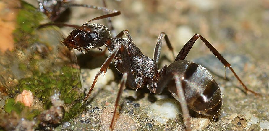 Close-up Photography of Black Ant, insects, macro, water drop HD wallpaper