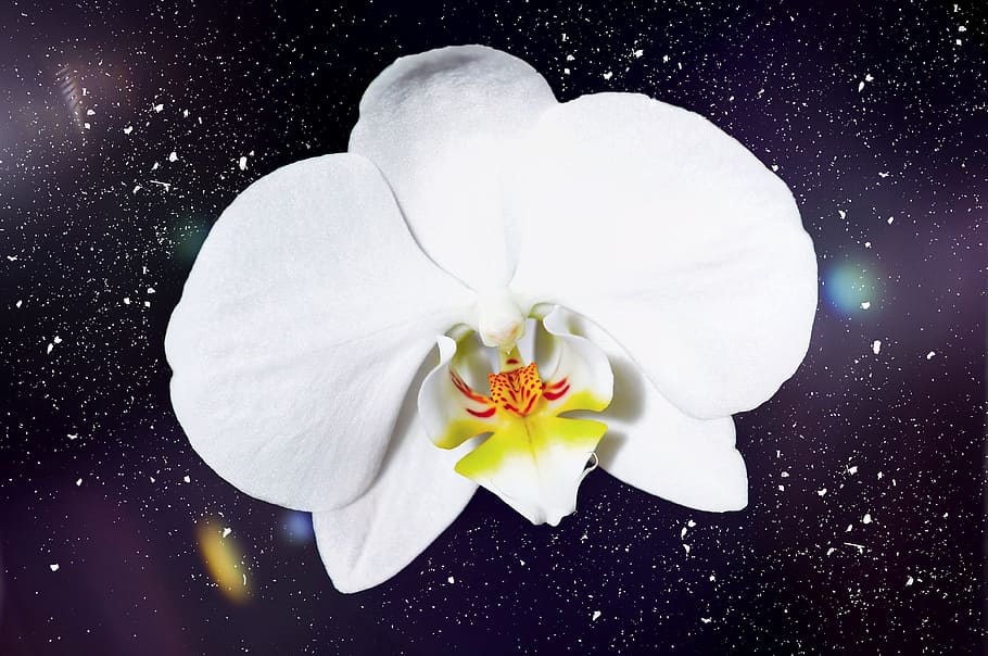 flower, fresh, freshness, white, nature, flowering plant, petal HD wallpaper
