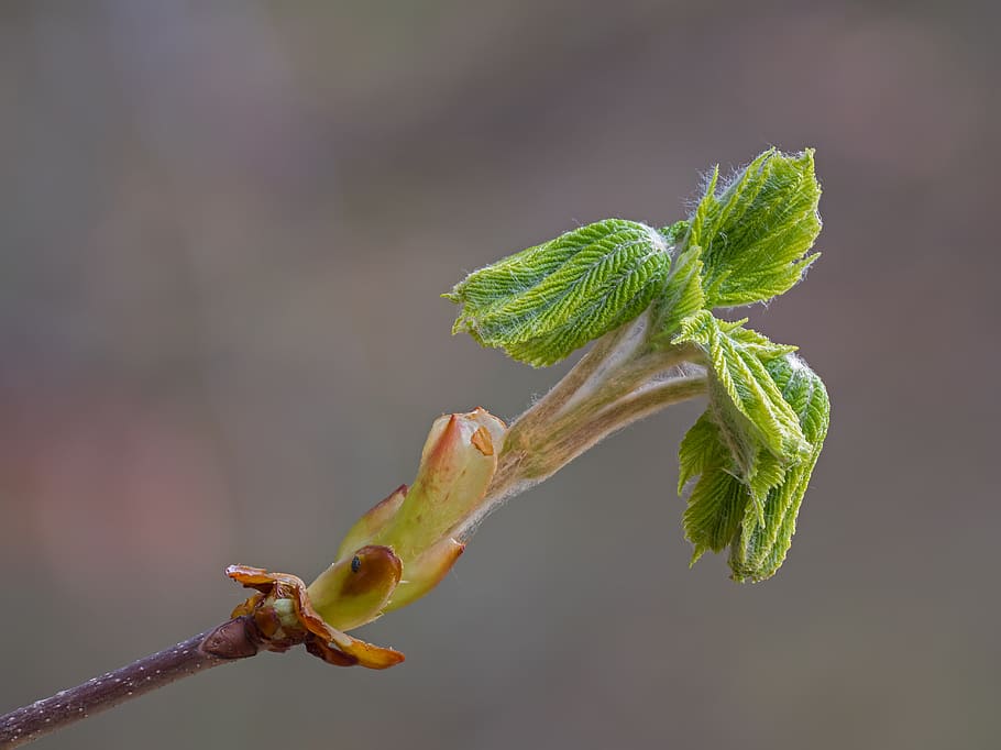 bud, foliation, buckeye, spring, plant, fresh, branch, scion HD wallpaper