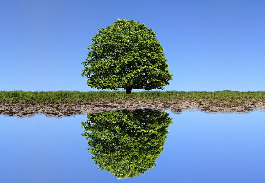 tree, lake, sky, reflection, river, grass, green, blue, nature HD wallpaper