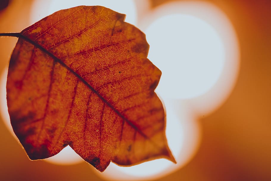 fall, autumn, leaf, ultra, macro, ultra macro, ultra-macro HD wallpaper