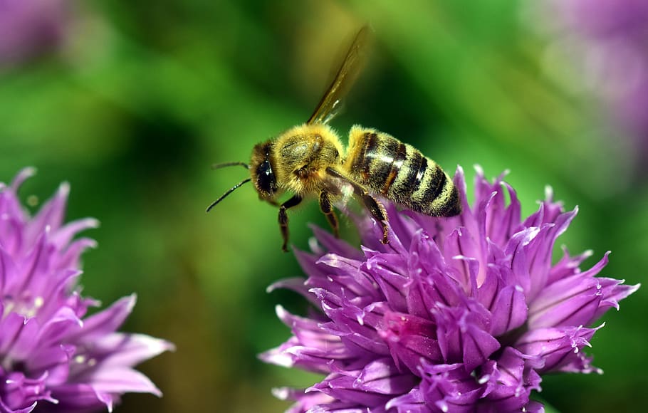 Yellow Bee Perched on Purple Petaled Flower, bloom, blooming HD wallpaper
