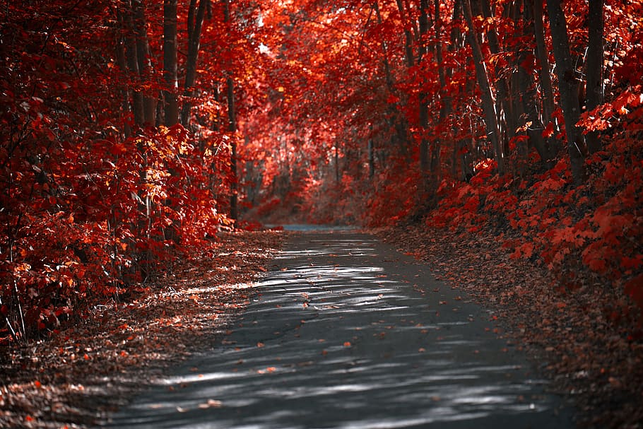 red leafed trees, road, autumn, fall, leaves, nature, outdoors, HD wallpaper
