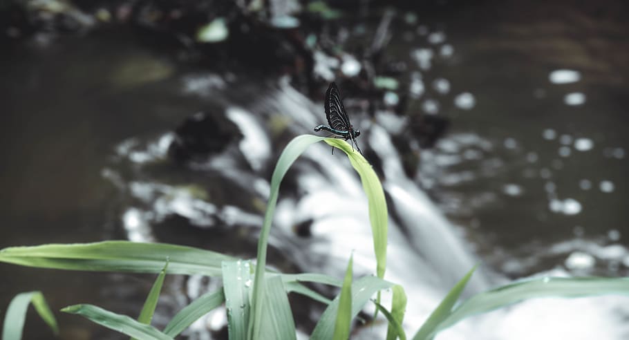 bug, insect, nature, wildlife, forest, waterfall, watel, grass HD wallpaper