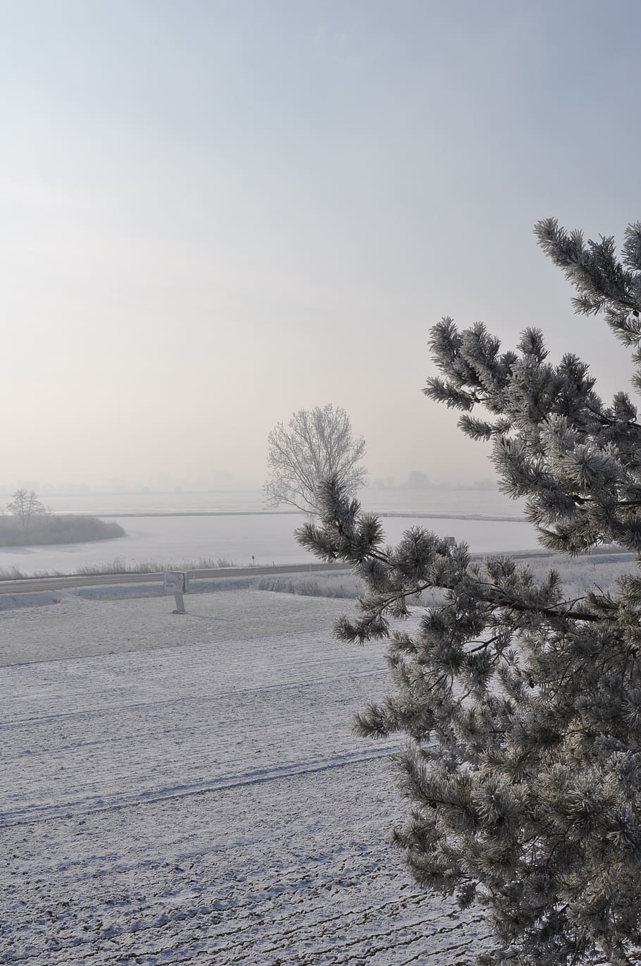 winter, tree, snow, cold, landscape, nature, frozen, white HD wallpaper