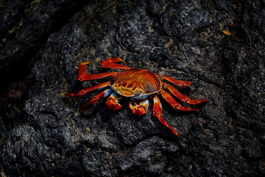 Red Crab On Rock, animal, crustacean, little, shellfish, animal themes HD wallpaper