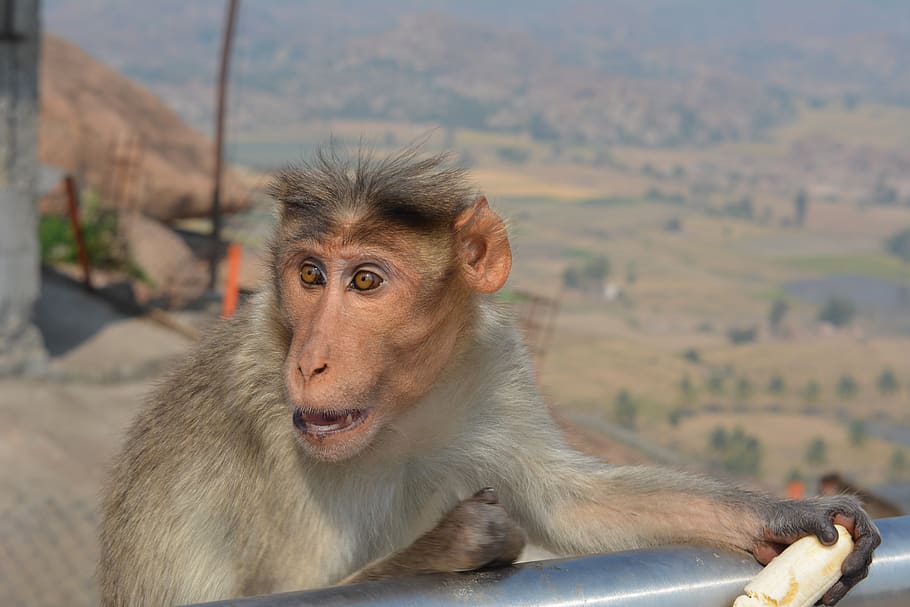 monkey, nature, hungry, feeding, young, eat, hunger, sitting HD wallpaper