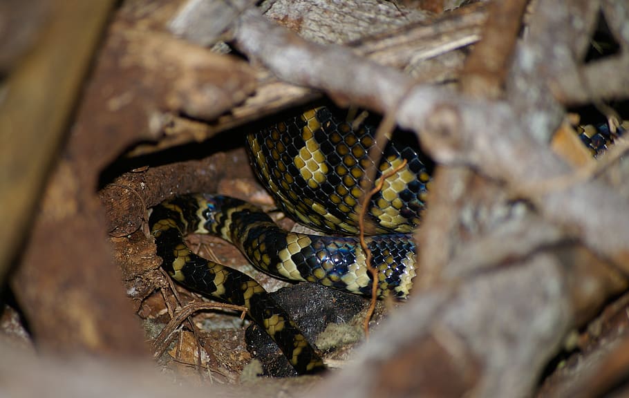 carpet python, snake, coiled, close-up, sleeping, black, yellow HD wallpaper