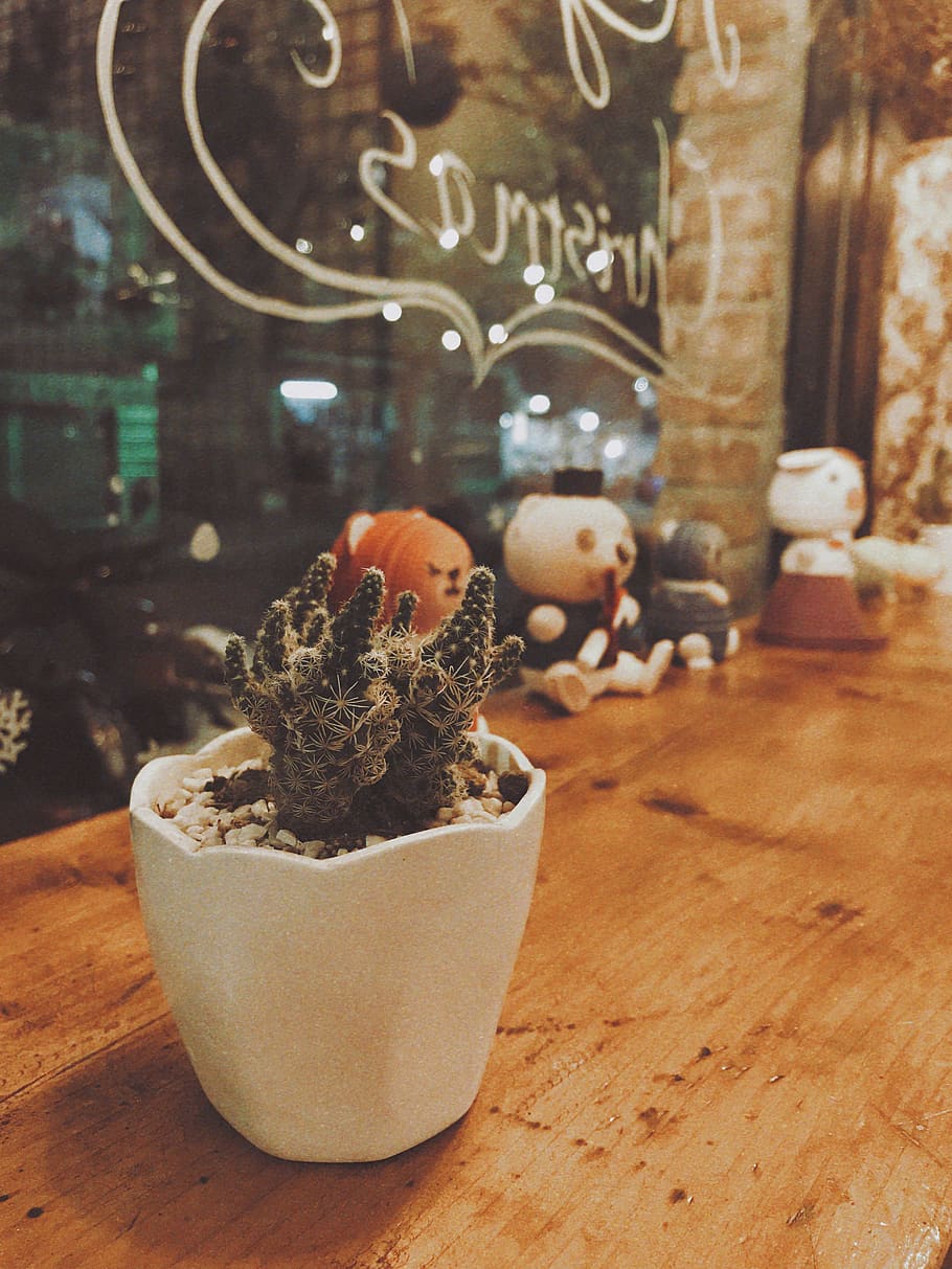 Photo of Green Cactus in a White Pot, blur, botanic, botanical HD wallpaper