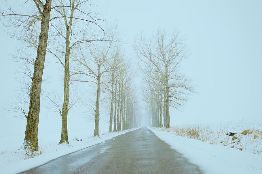 trees, road, snow, sky, fog, the way forward, direction, cold temperature HD wallpaper