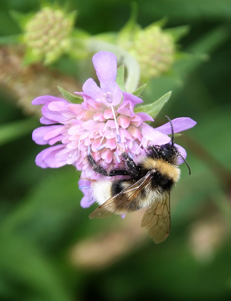bee, flower, blossom, bloom, macro, nature, spring, close up HD wallpaper