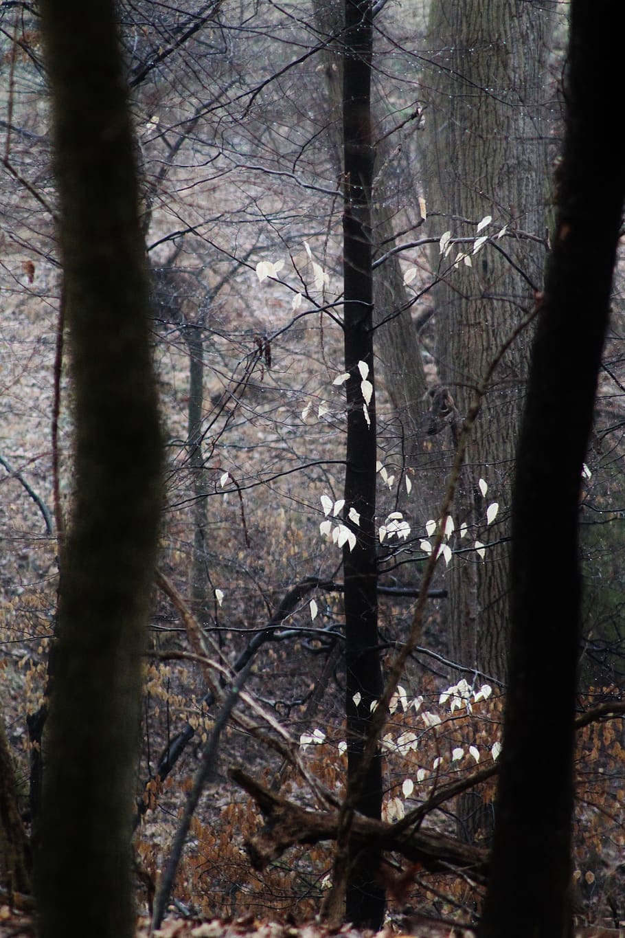 trees, forest, winter, trunk, tree trunk, plant, land, nature HD wallpaper