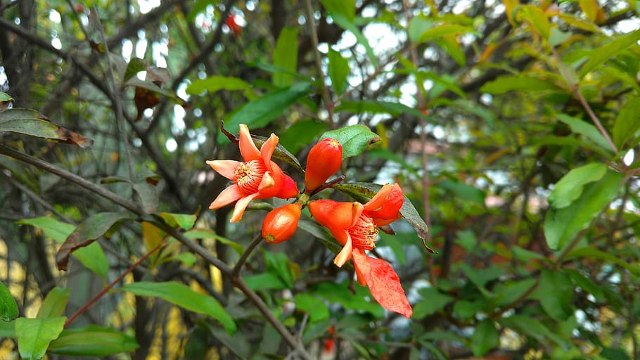 growth, plant, red, plant part, tree, leaf, food, focus on foreground HD wallpaper