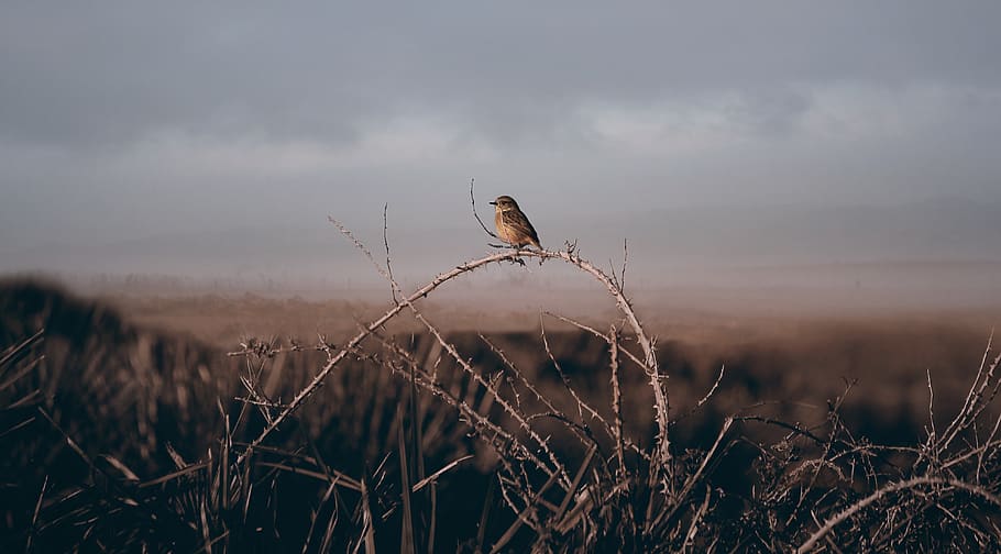 morocco, asilah, plant, bird, animals in the wild, sky, vertebrate HD wallpaper