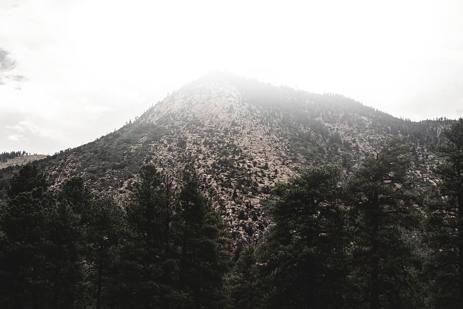 united states, elden mountain, forest, trees, cliff, fog, plant HD wallpaper