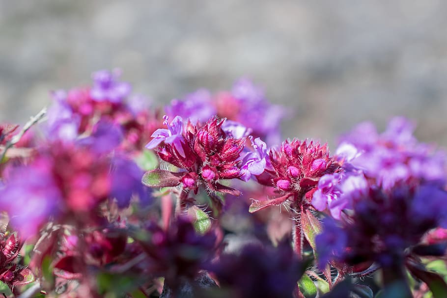flower, close up, macro, pink, red, blossom, bloom, plant, summer HD wallpaper