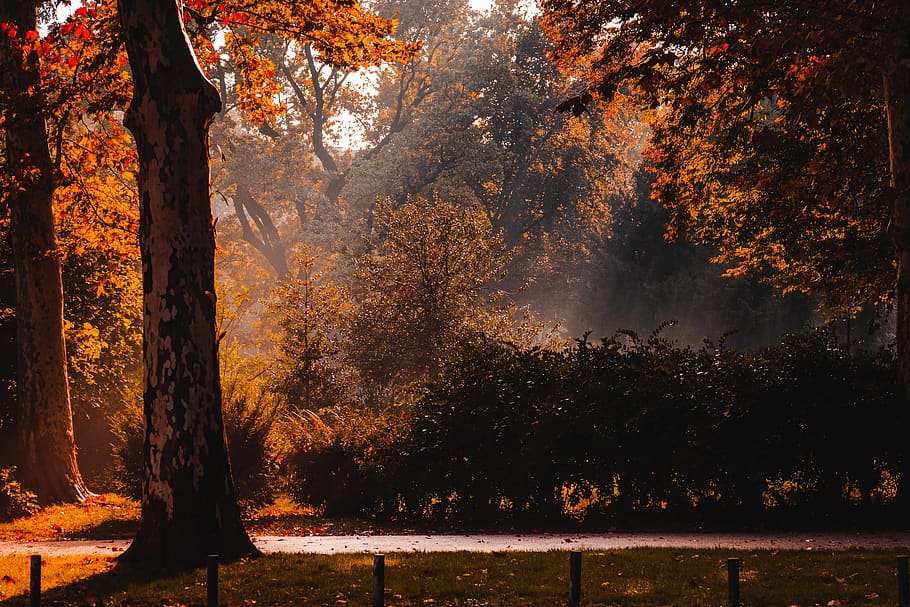 brown trees, zagreb, croatia, flora, birch, plant, park, outdoors HD wallpaper
