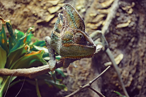 brown chameleon branch, lizard, reptile, animal, knitting, nature HD wallpaper