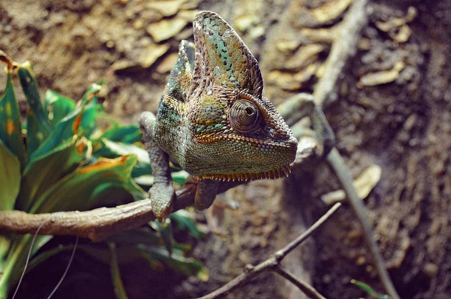 brown chameleon branch, lizard, reptile, animal, knitting, nature, HD wallpaper