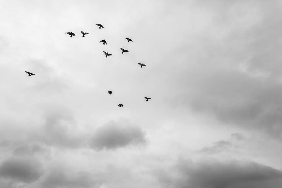 brazil, rio claro, clouds, birds, fly, nature, sky, flying, HD wallpaper