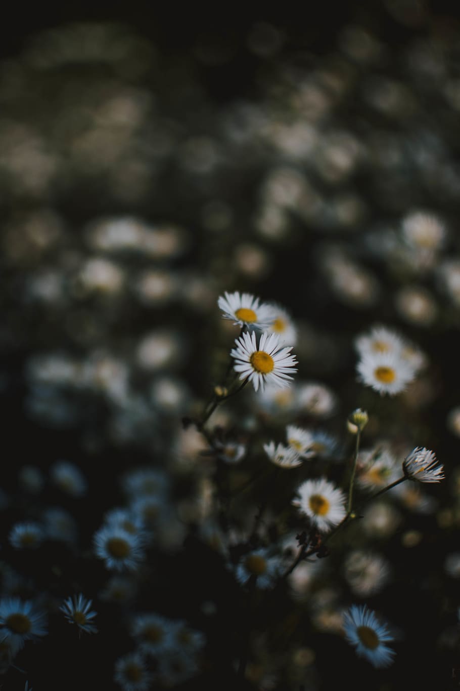 Selective Focus Photography Of White Chamomile Flowers, bloom, HD wallpaper