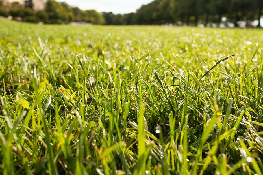 grass, green, field, low, plant, green color, land, growth HD wallpaper