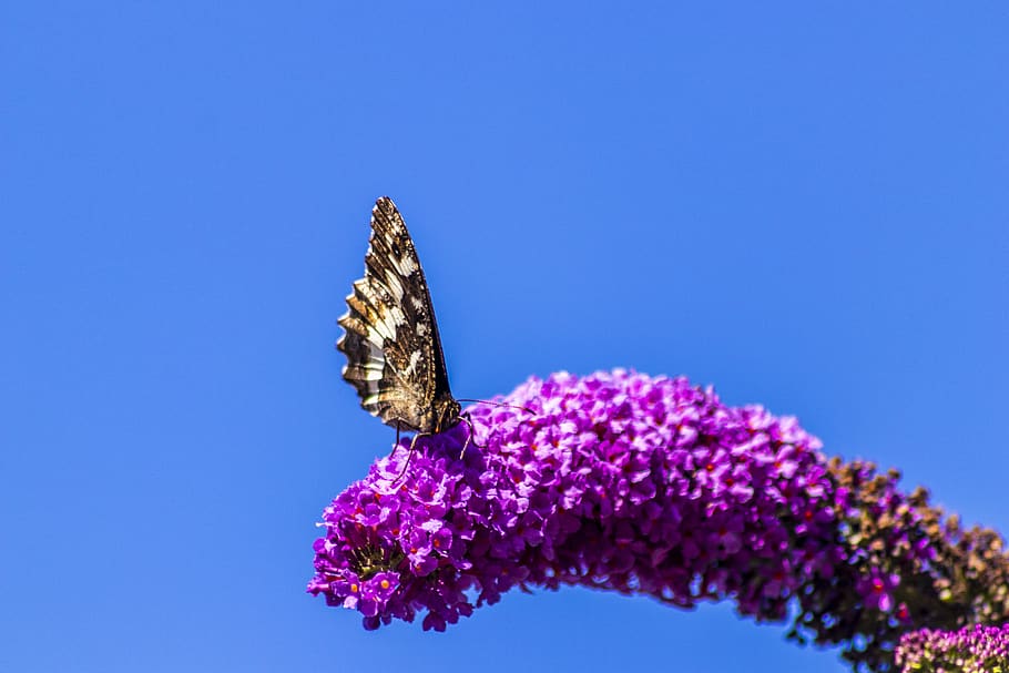 butterfly, flower, insect, nectar, sky, flowering plant, beauty in nature HD wallpaper