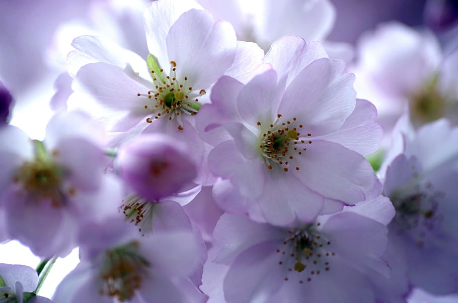 cherry blossoms, spring, ornamental cherry, tender, pastel HD wallpaper