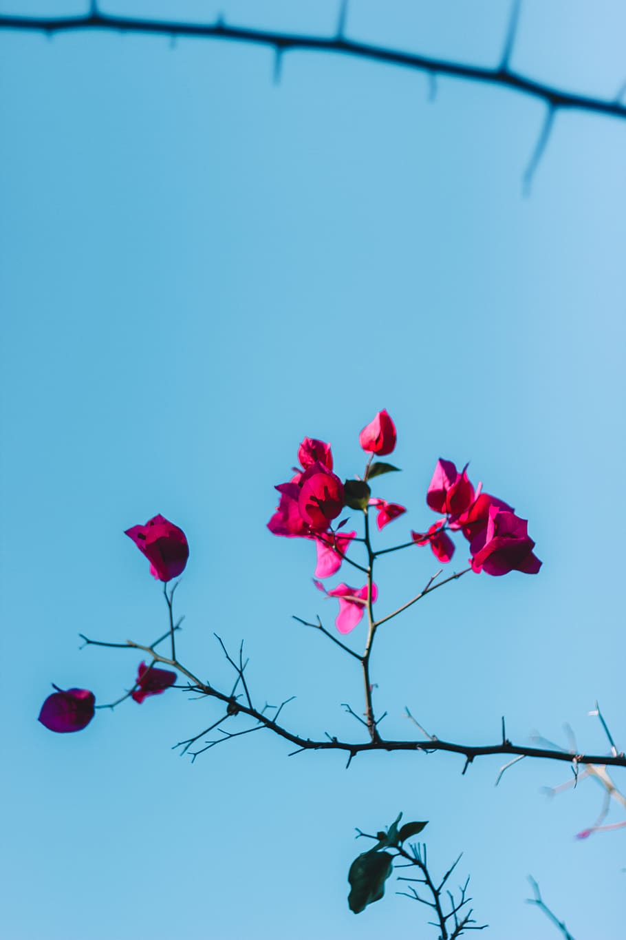pink bougainvillea, blossom, petal, flower, plant, animal, bird, HD wallpaper