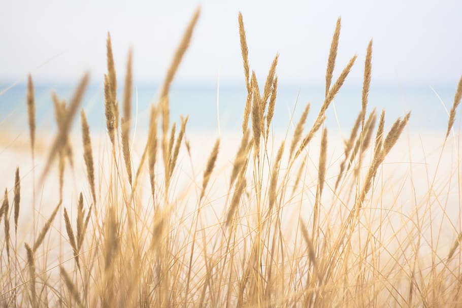 brown wheath, growth, agriculture, plant, crop, cereal plant HD wallpaper