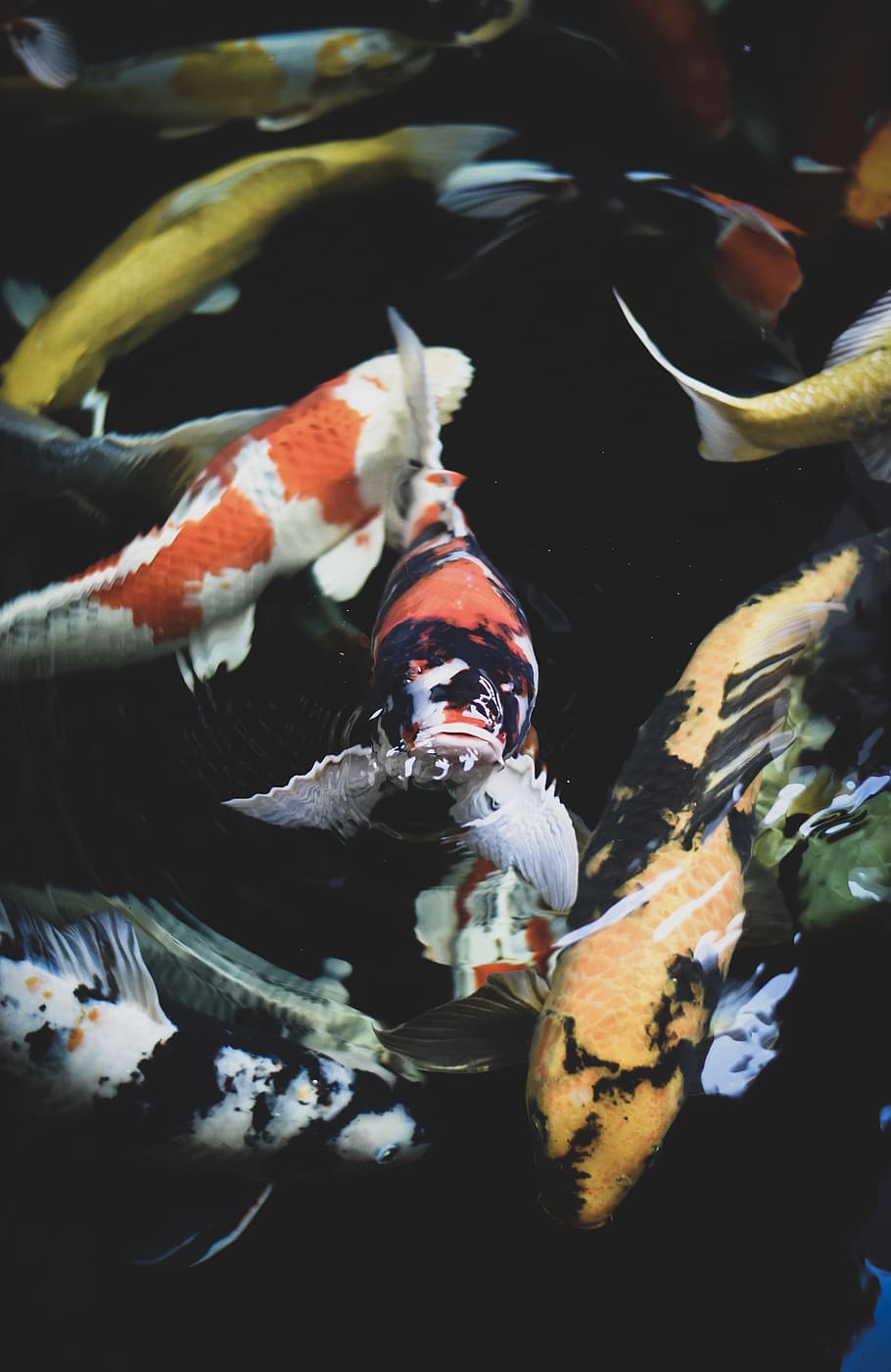 school of assorted-color koi fish, carb, animal, sea, swimming HD wallpaper